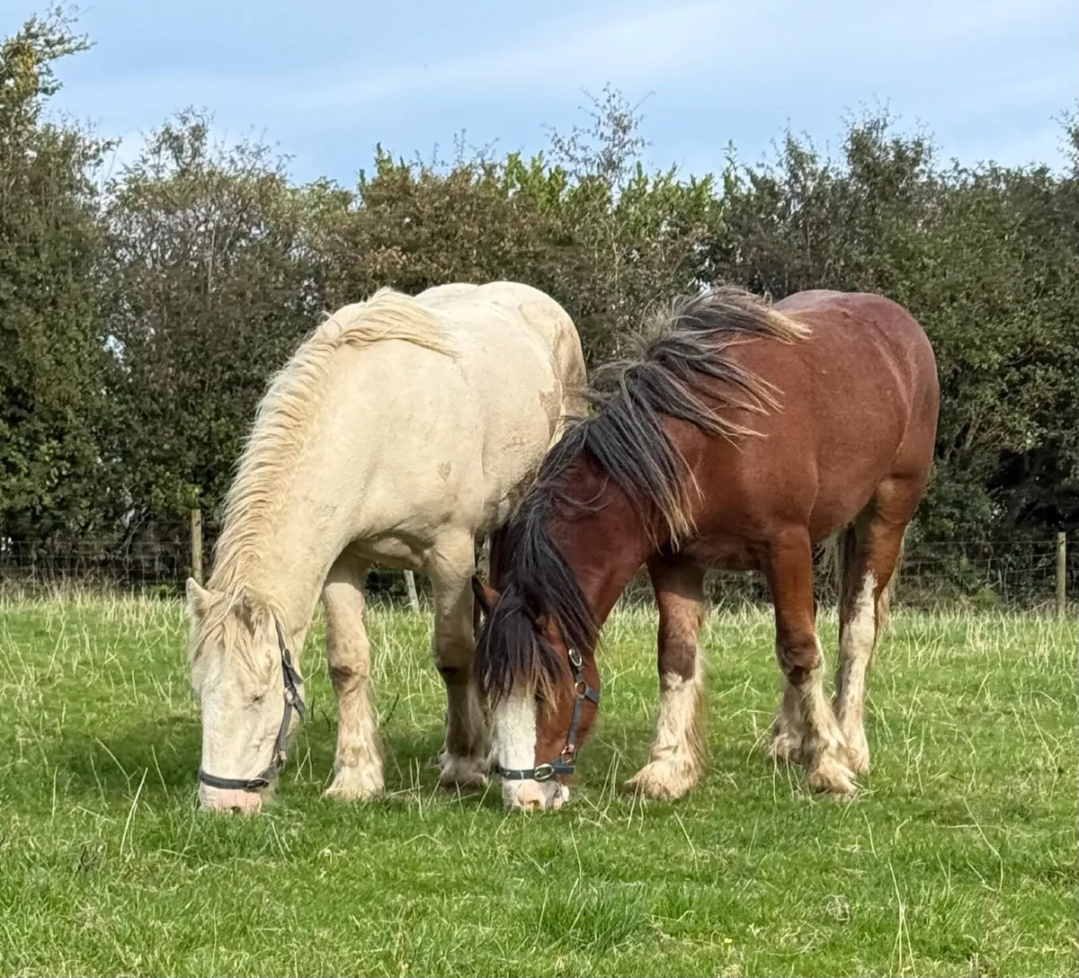Cob colt - Image 2