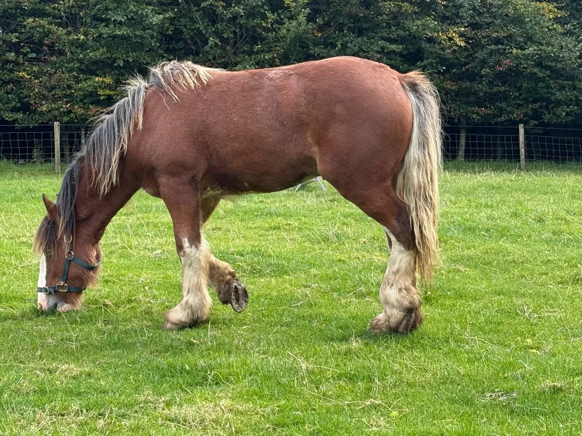 Cob colt - Image 4