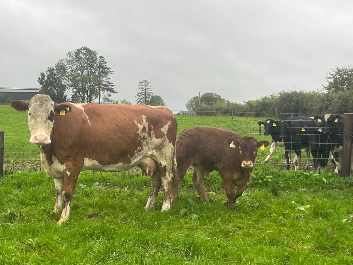 Simmental cow with Super limousine bull at foot - Image 1