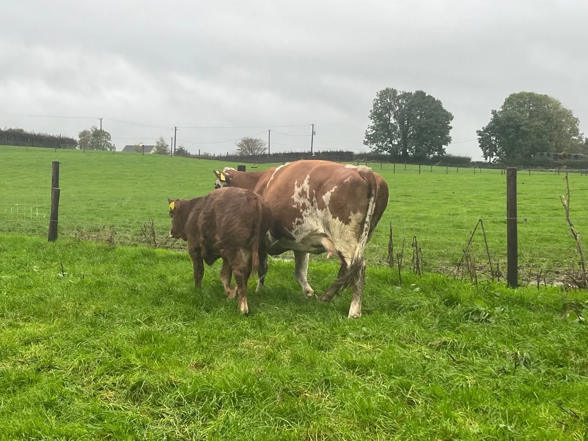 Simmental cow with Super limousine bull at foot - Image 2