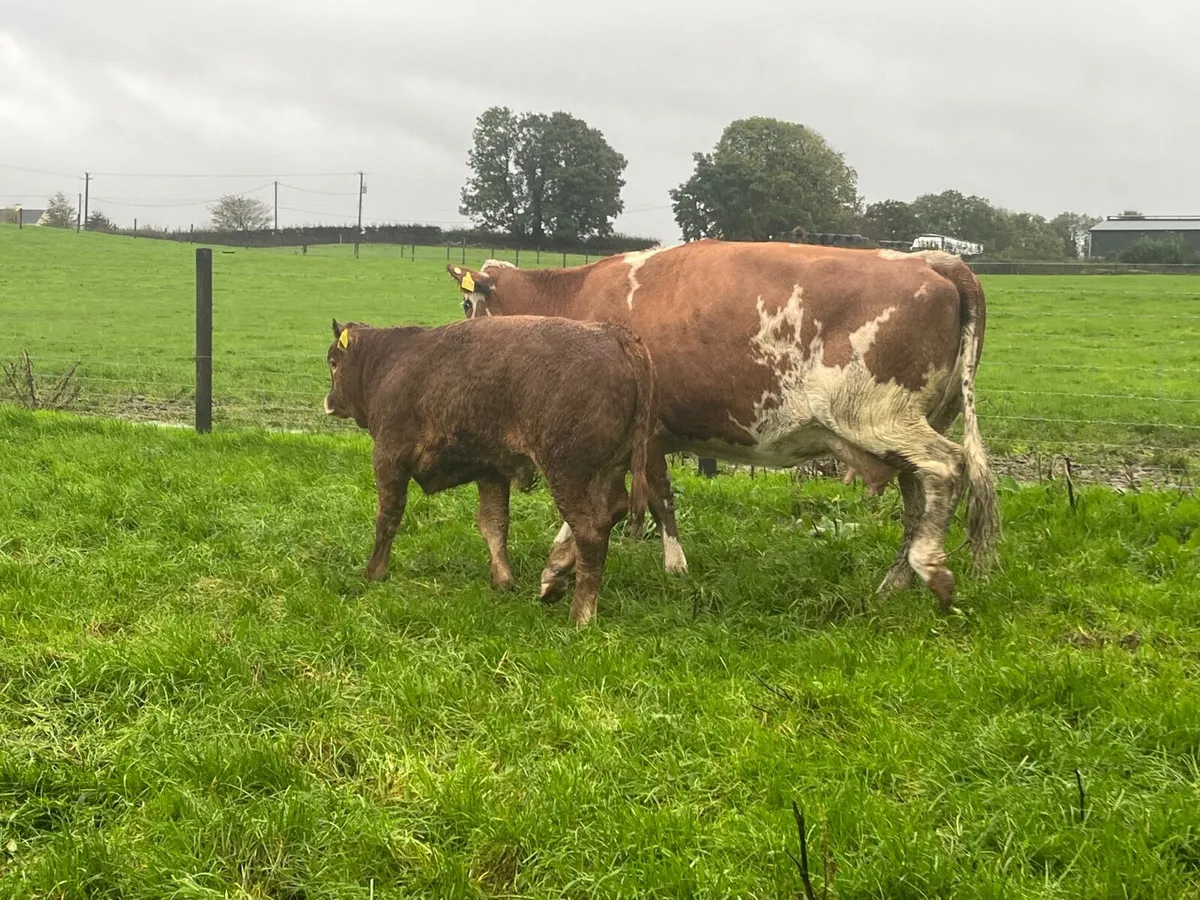 Simmental cow with Super limousine bull at foot - Image 3