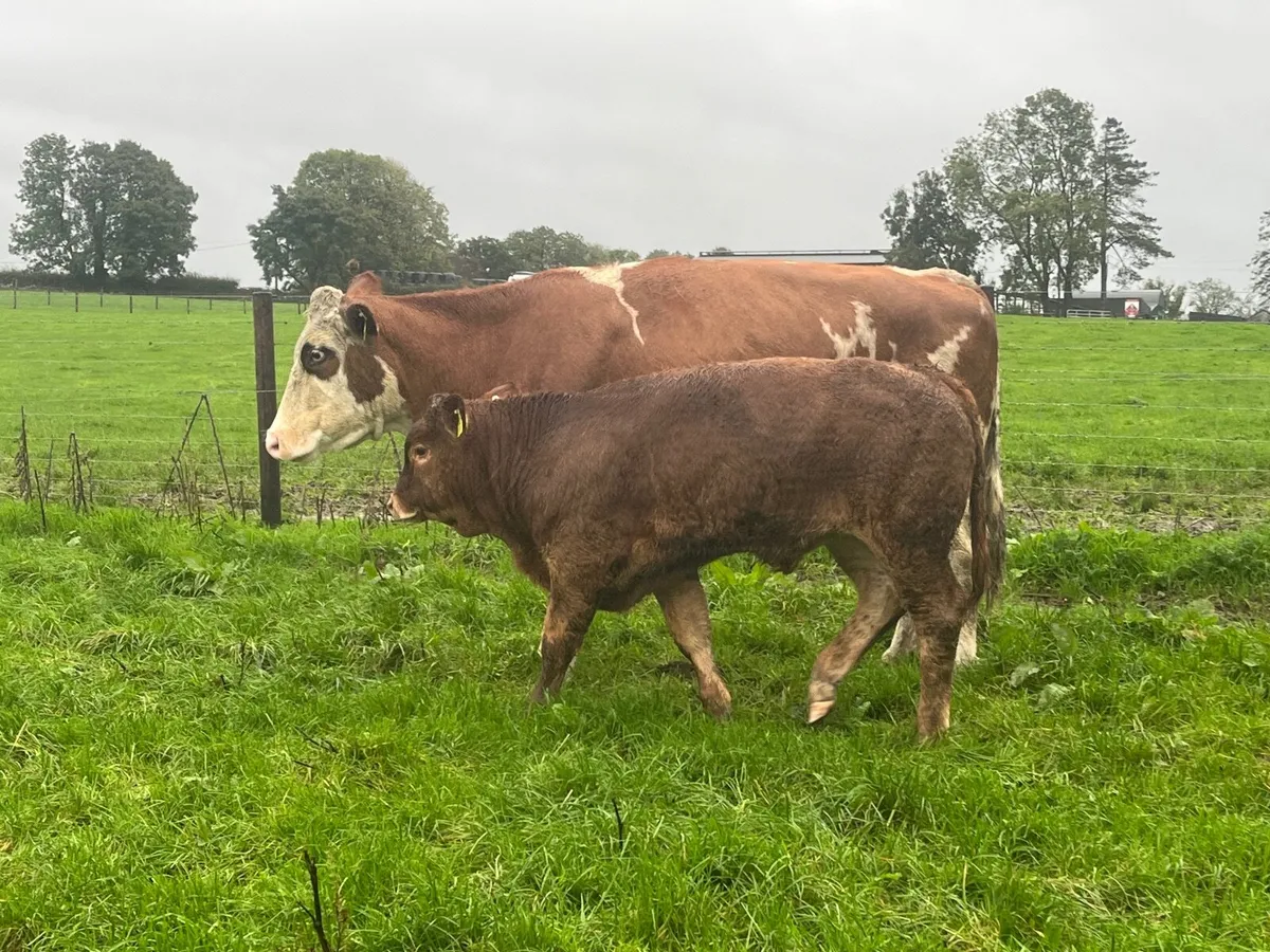 Simmental cow with Super limousine bull at foot - Image 4