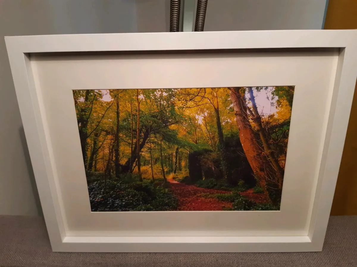 Rostellan Woods - Image 2