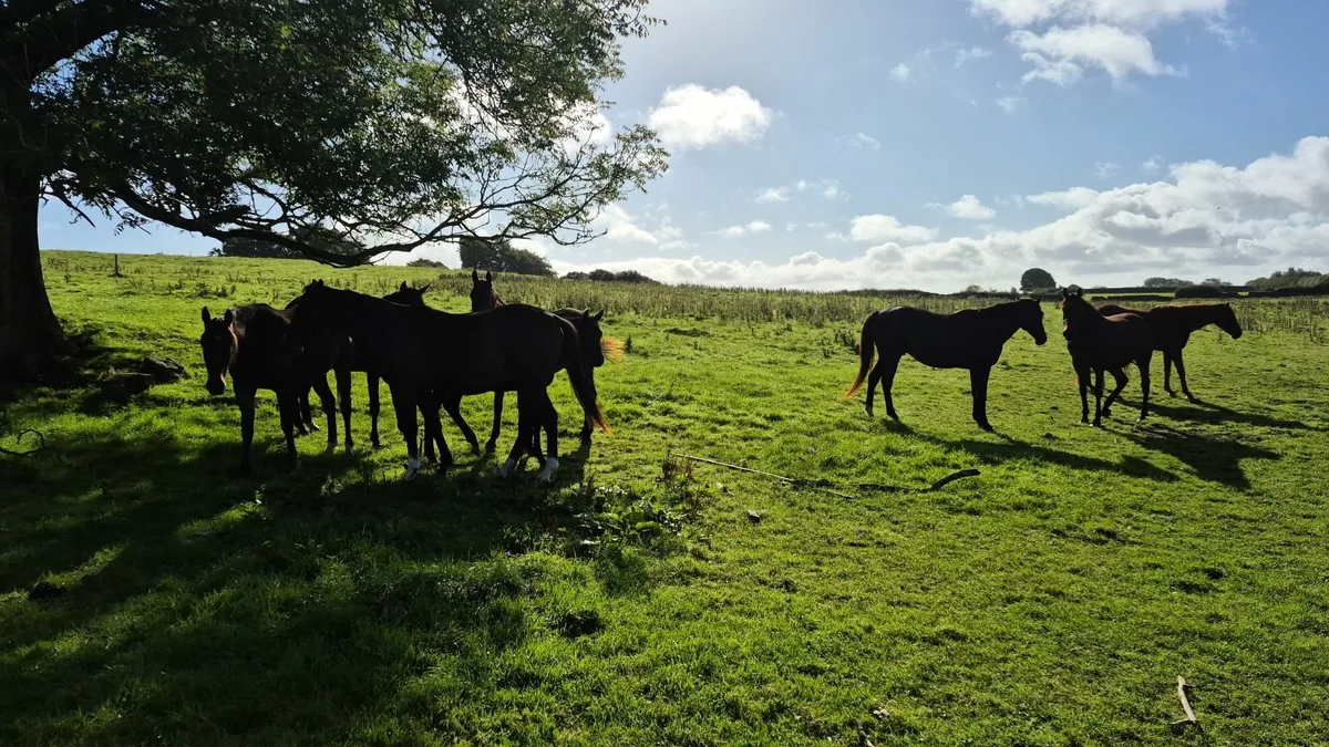 Horse exports - Image 1