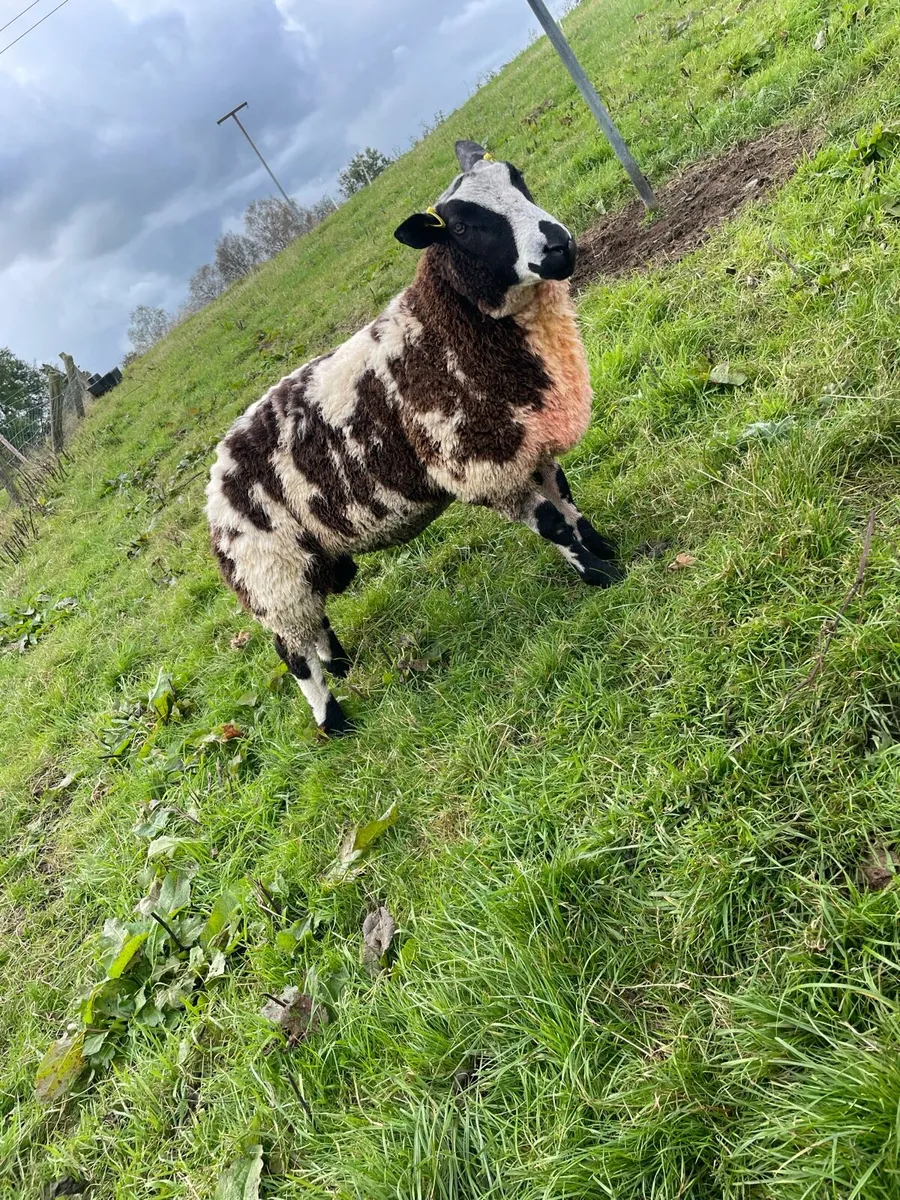 Dutch pedigree ram - Image 3
