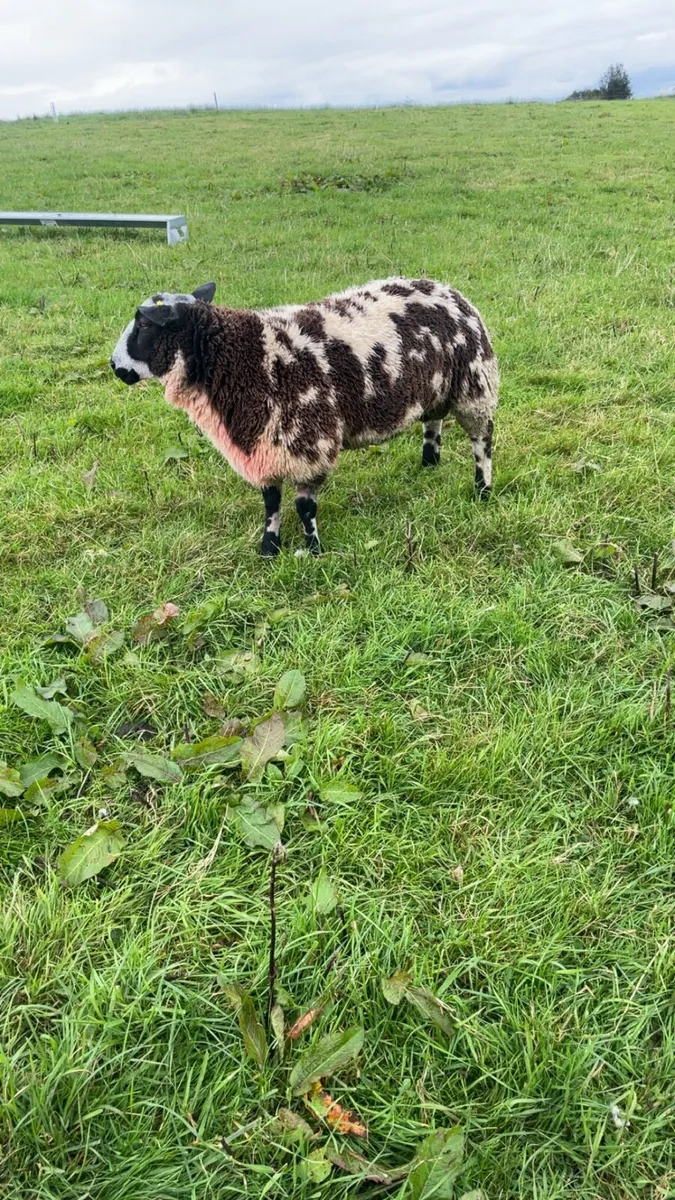 Dutch pedigree ram - Image 4