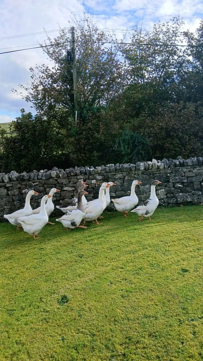 Geese - Image 1