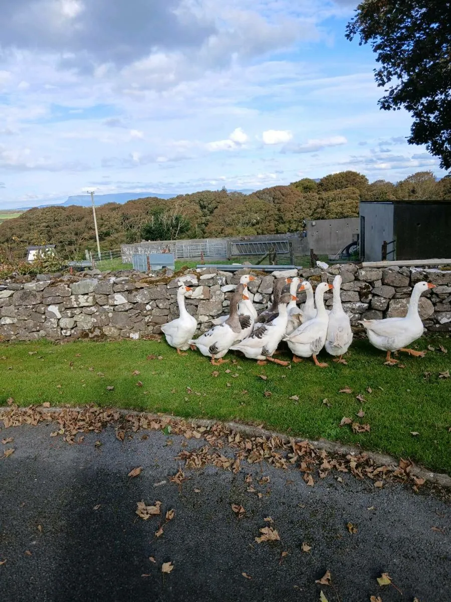 Geese - Image 2