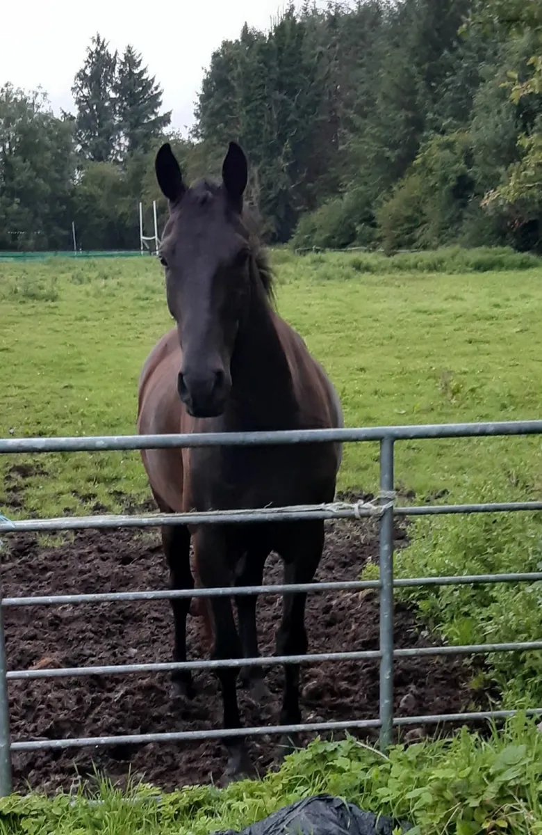 Stunning black gelding by Gallant Cavalier - Image 1