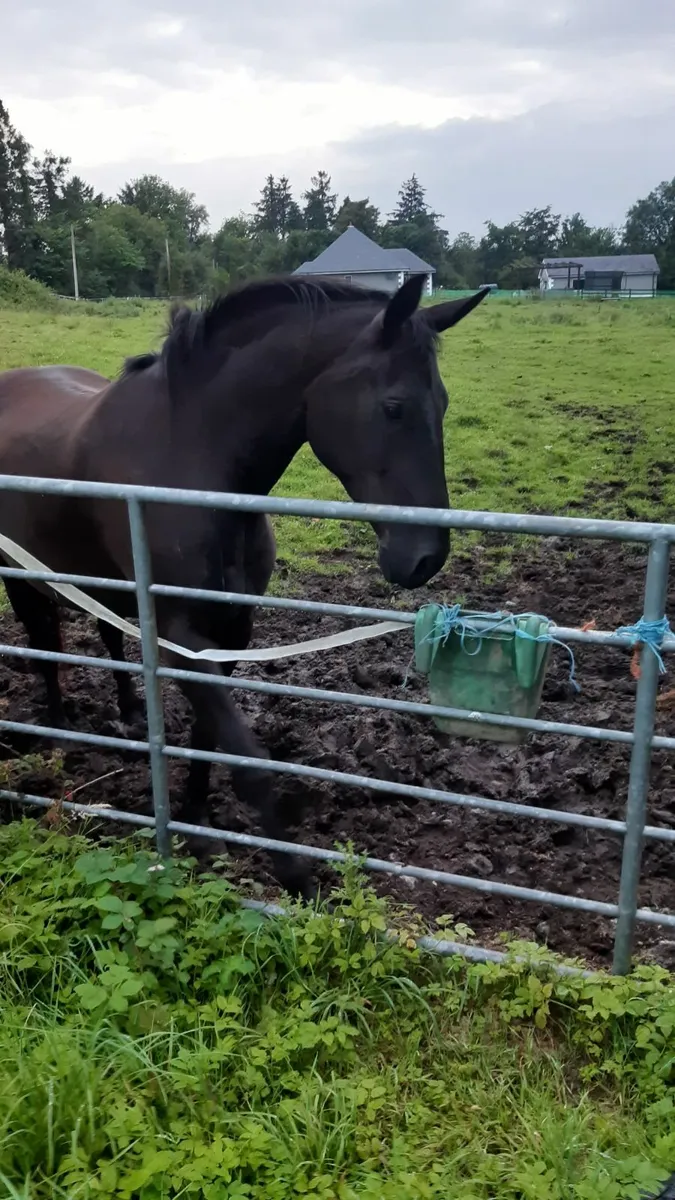 Stunning black gelding by Gallant Cavalier - Image 2