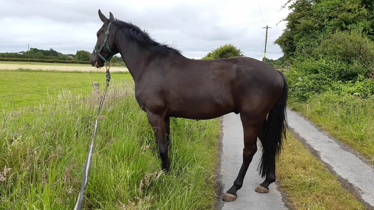 Stunning black gelding by Gallant Cavalier - Image 3