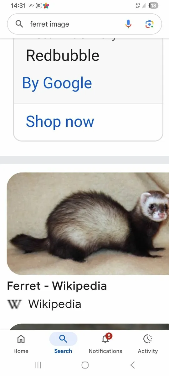 Ferret wanted wanted