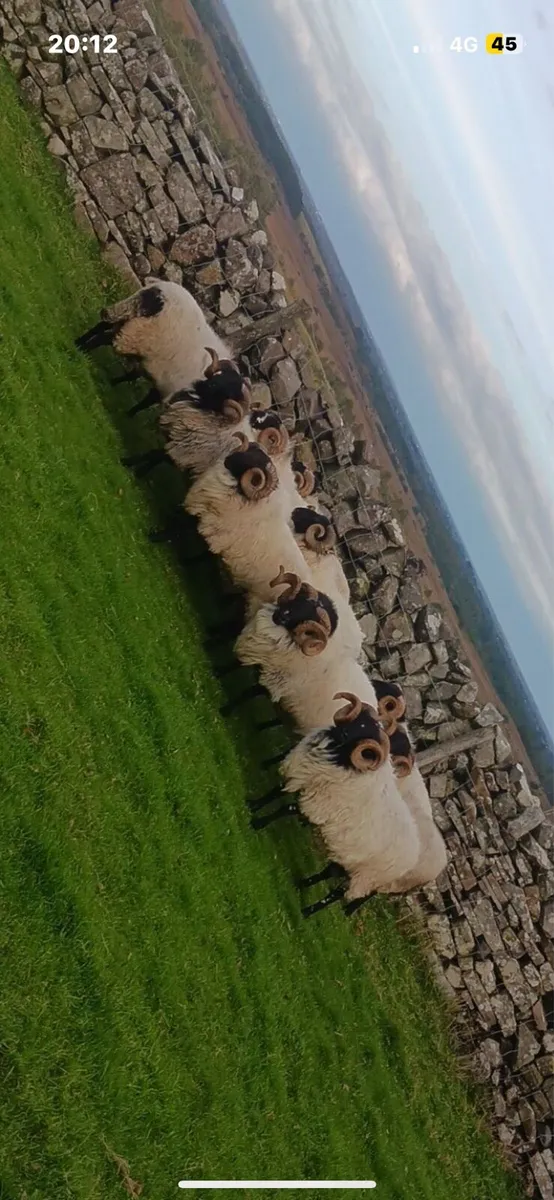 Mayo blackface rams - Image 1