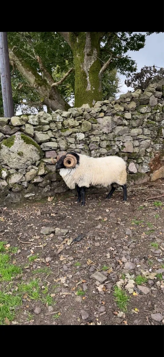 Mayo blackface rams - Image 2