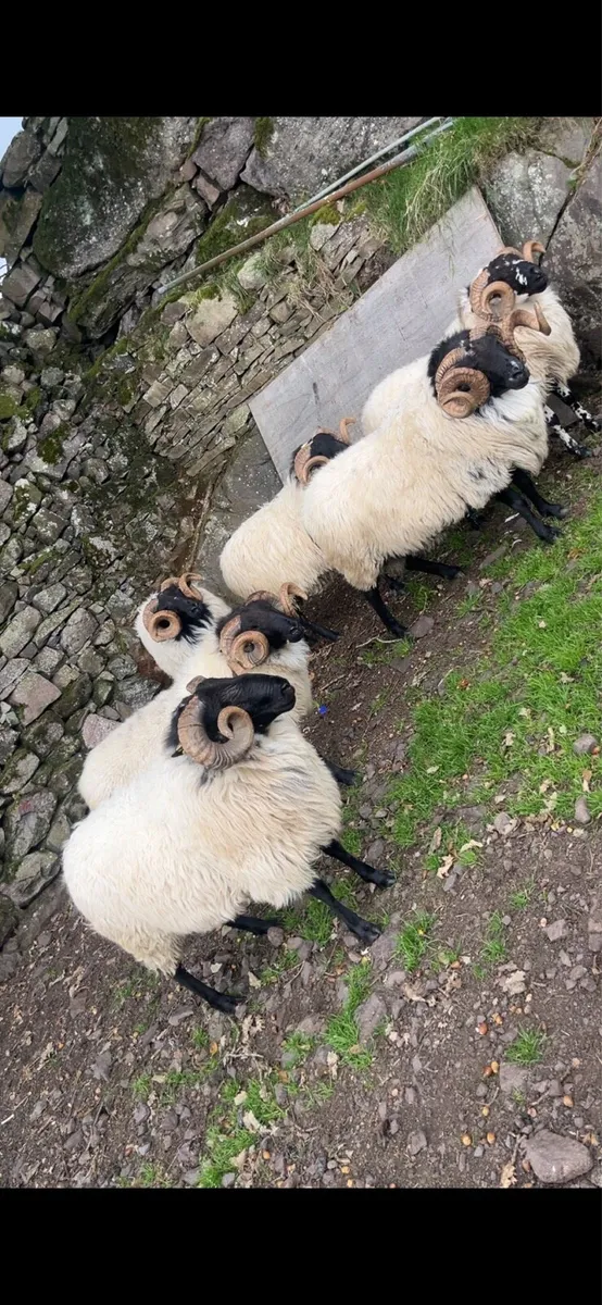 Mayo blackface rams - Image 3