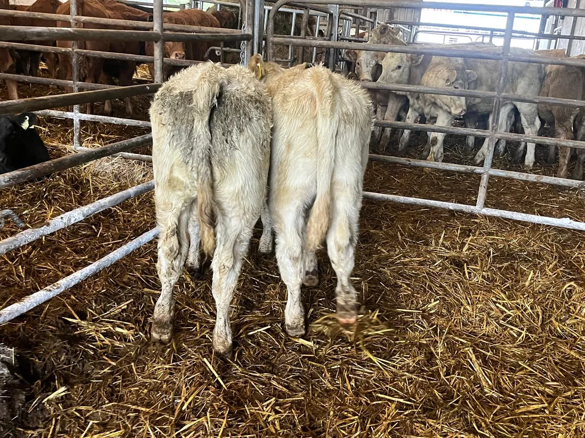 2 super  u grade charlaois heifers - Image 1