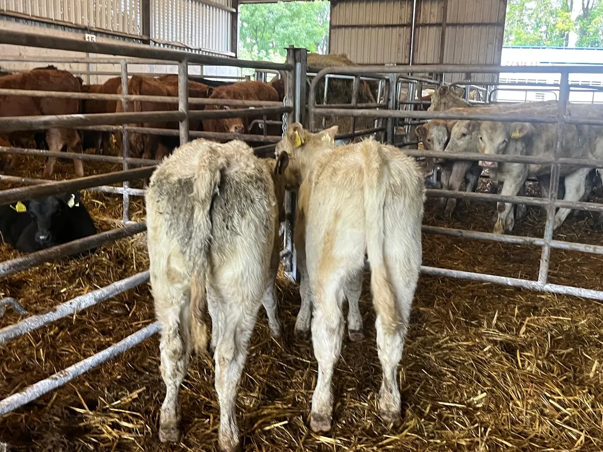 2 super  u grade charlaois heifers - Image 2