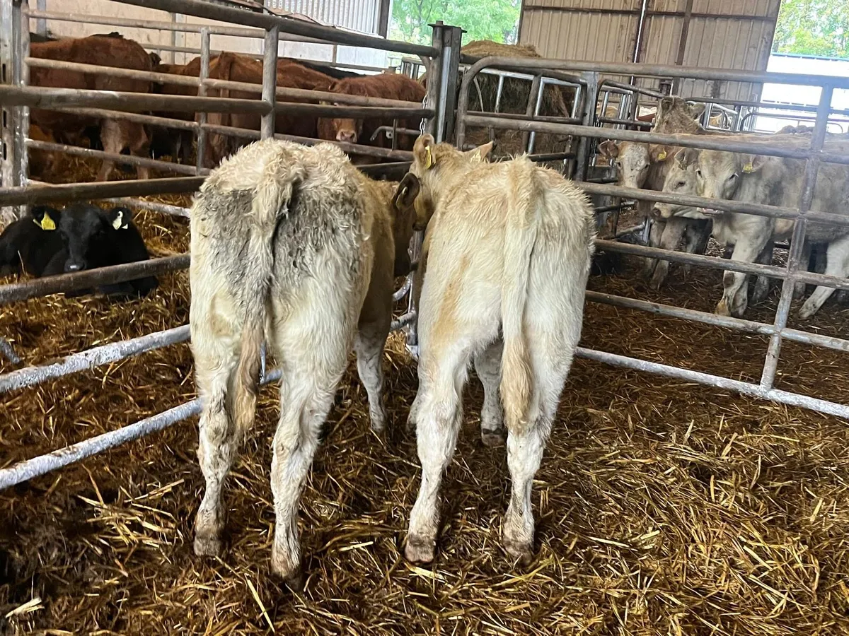2 super  u grade charlaois heifers - Image 3
