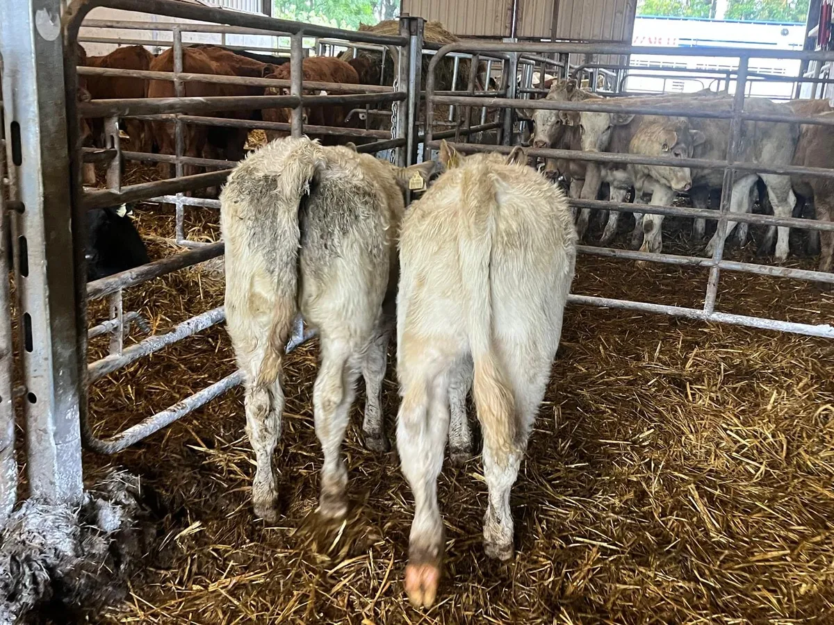 2 super  u grade charlaois heifers - Image 4