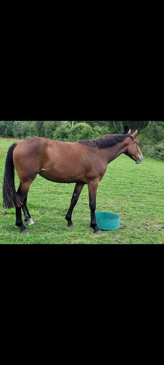 Vivant x Diamant x Corado x Lancer II x Calypso I - Image 1