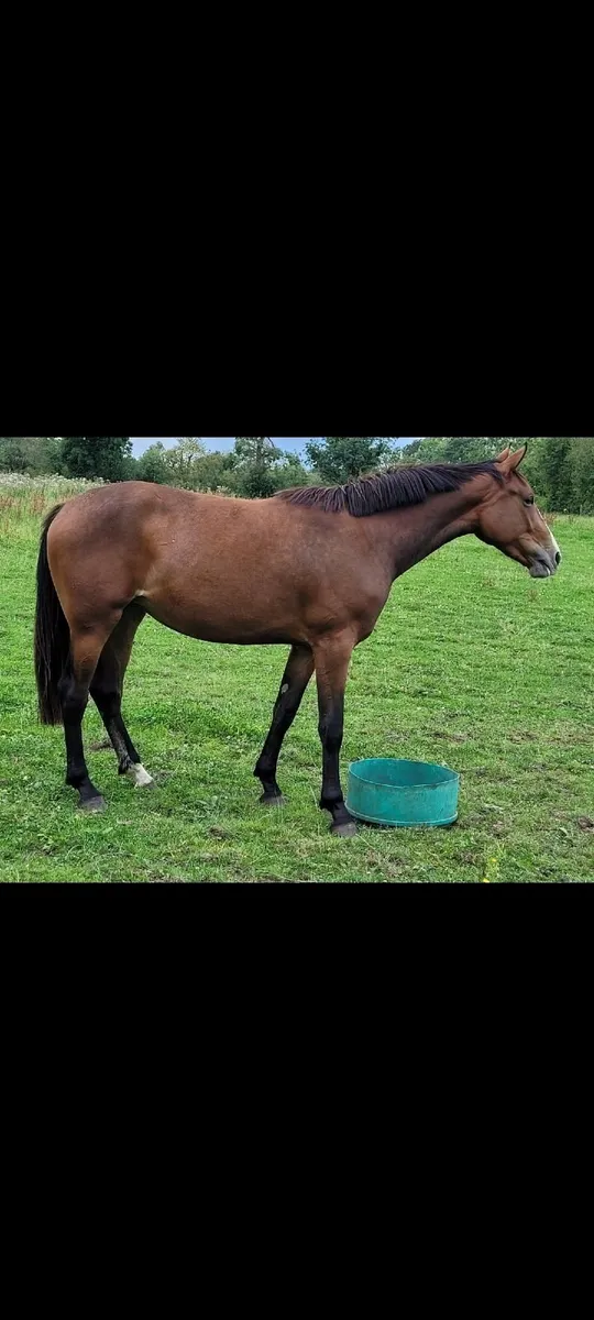 Vivant x Diamant x Corado x Lancer II x Calypso I - Image 2