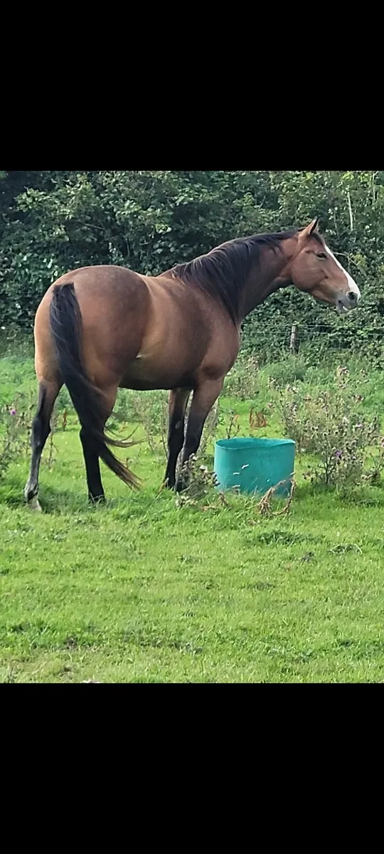 Vivant x Diamant x Corado x Lancer II x Calypso I - Image 3