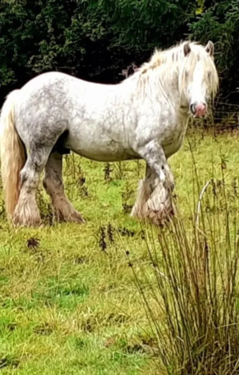 Dapple Grey Stallion - Image 1