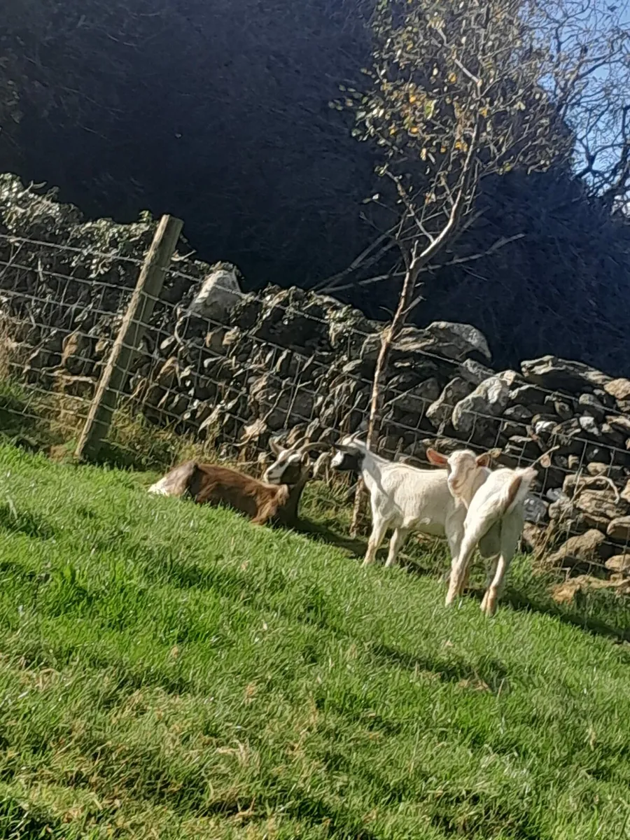 Goats for sale - Image 1