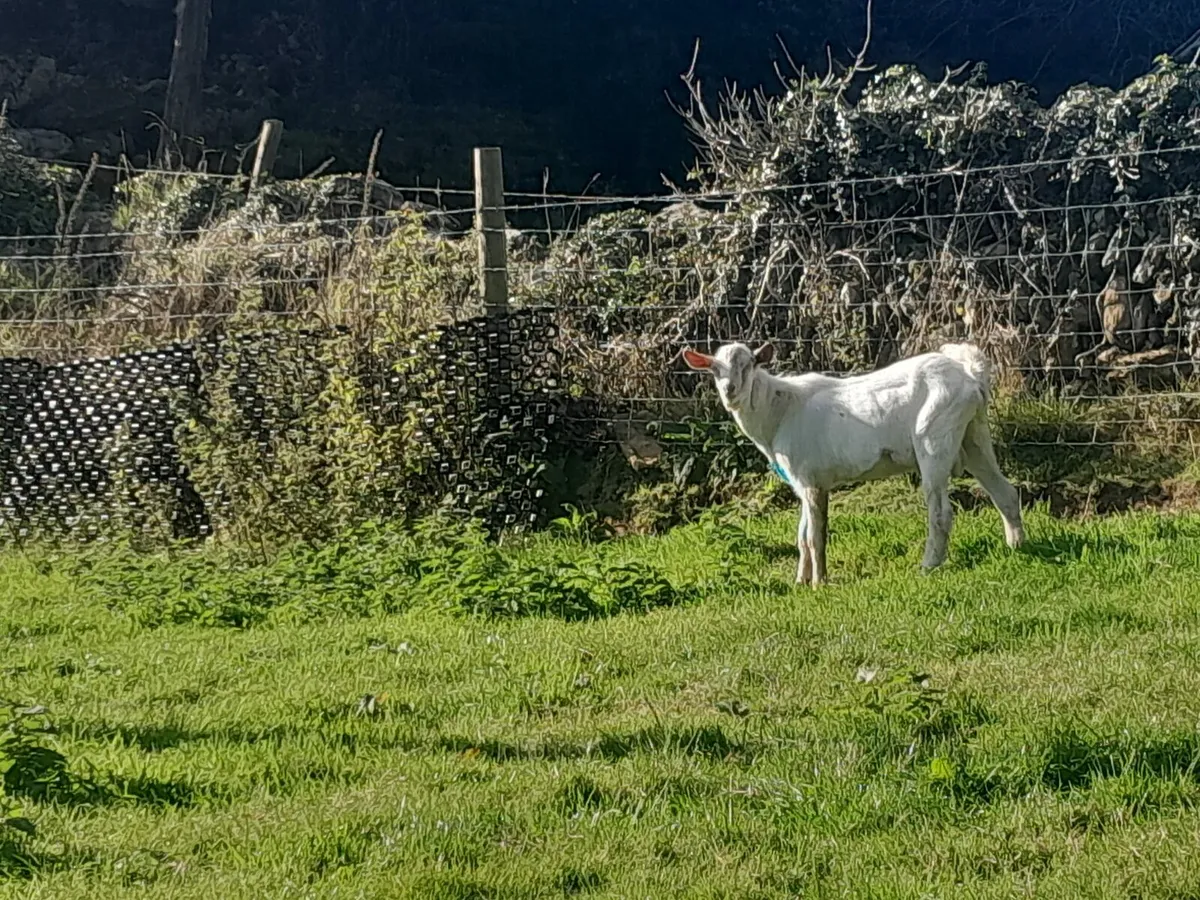 Goats for sale - Image 2