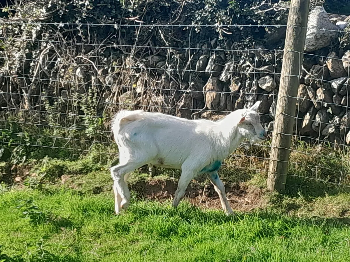 Goats for sale - Image 3