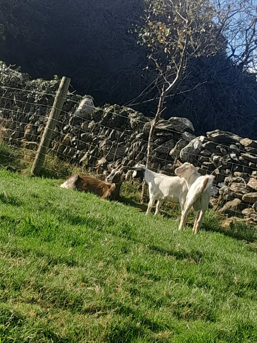 Goats for sale - Image 4