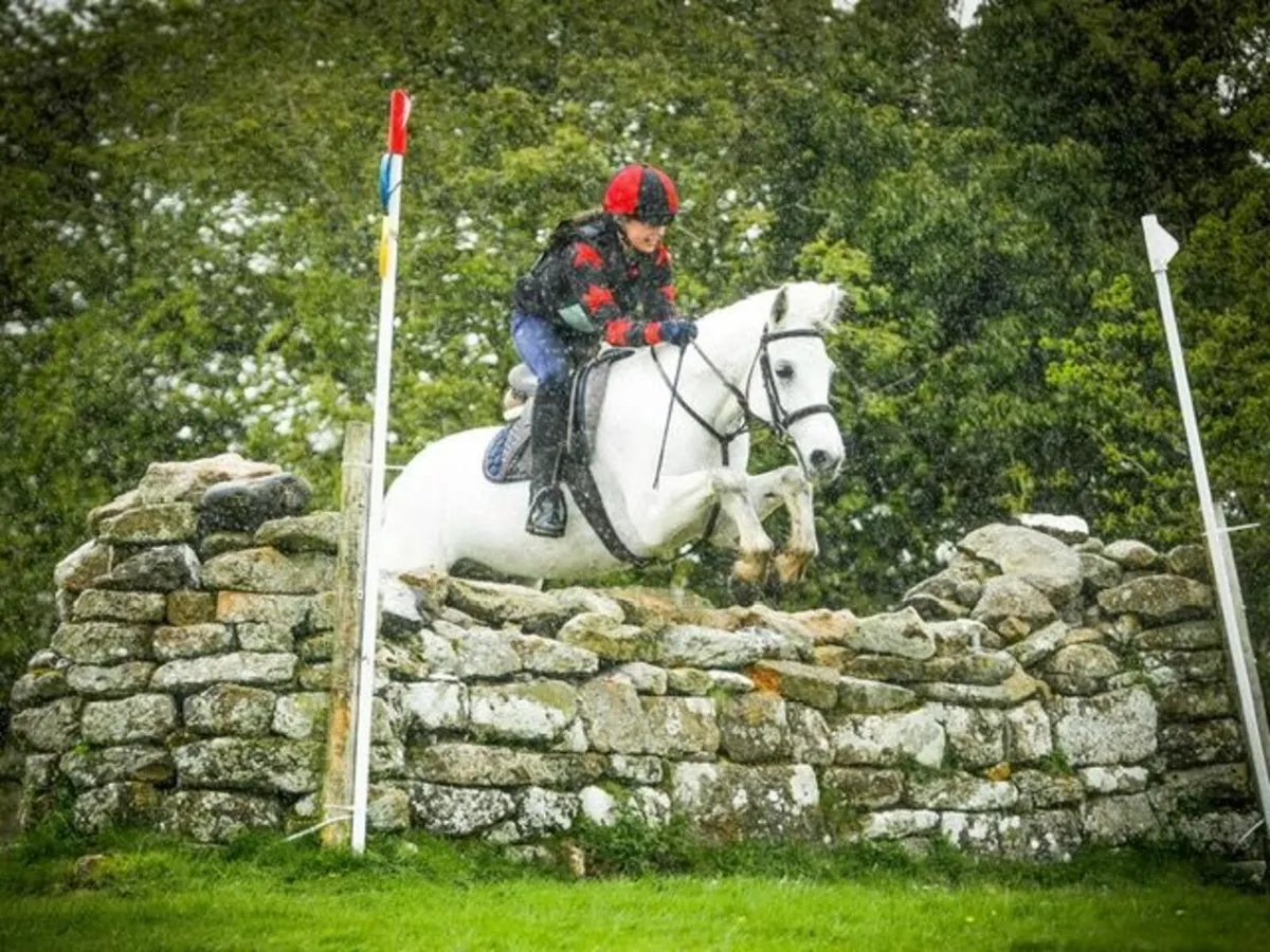 Schoolmaster Pony - Image 1