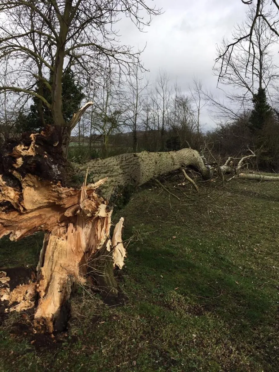 Tree removal storm