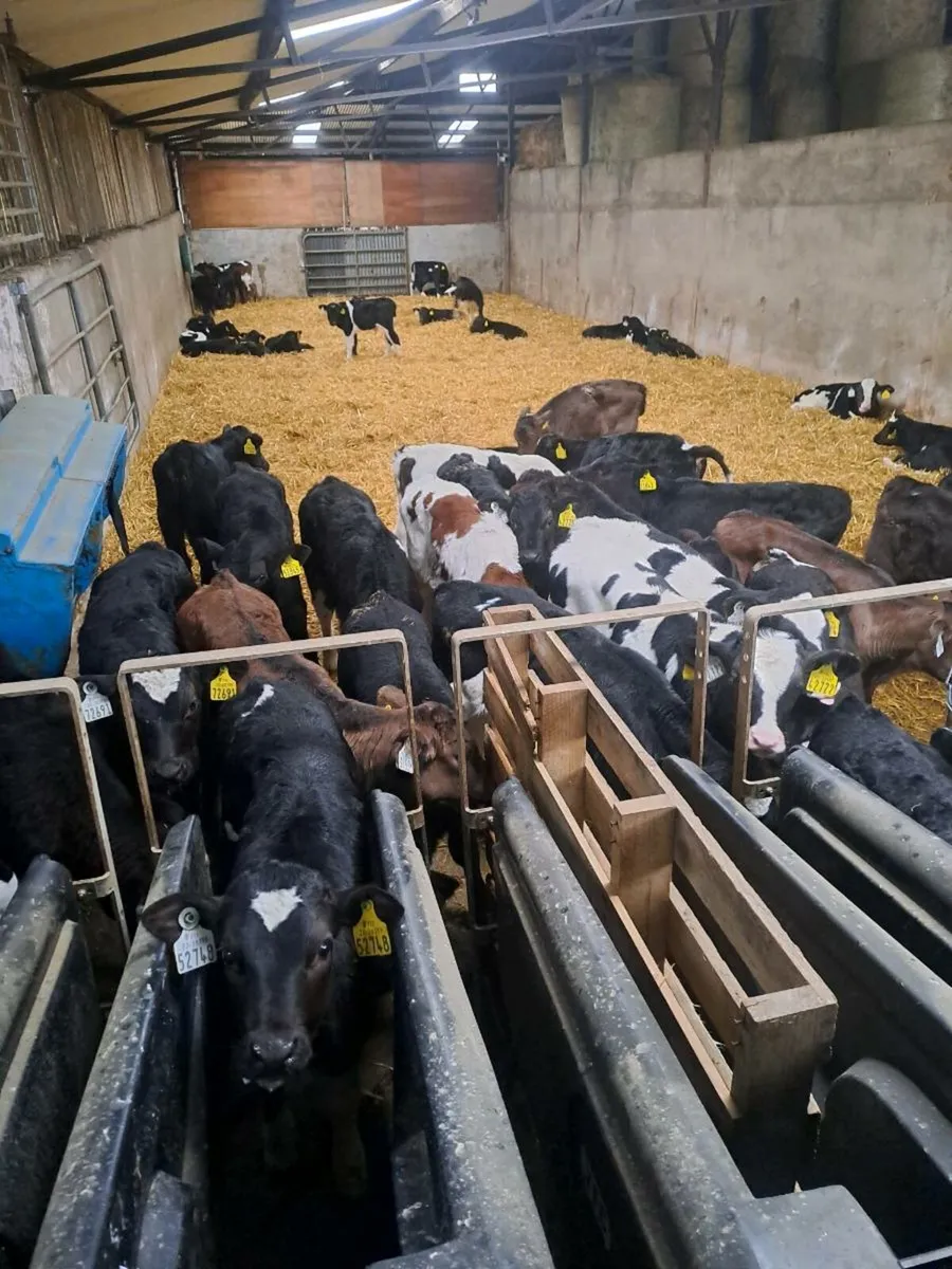 Calves Wanted!!!