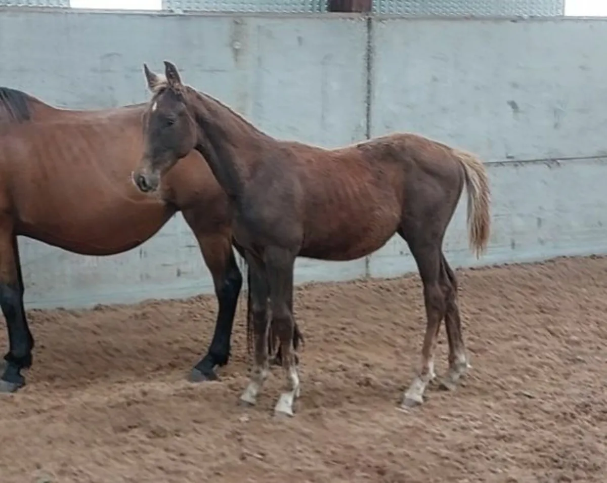 Colt Foal - Image 1