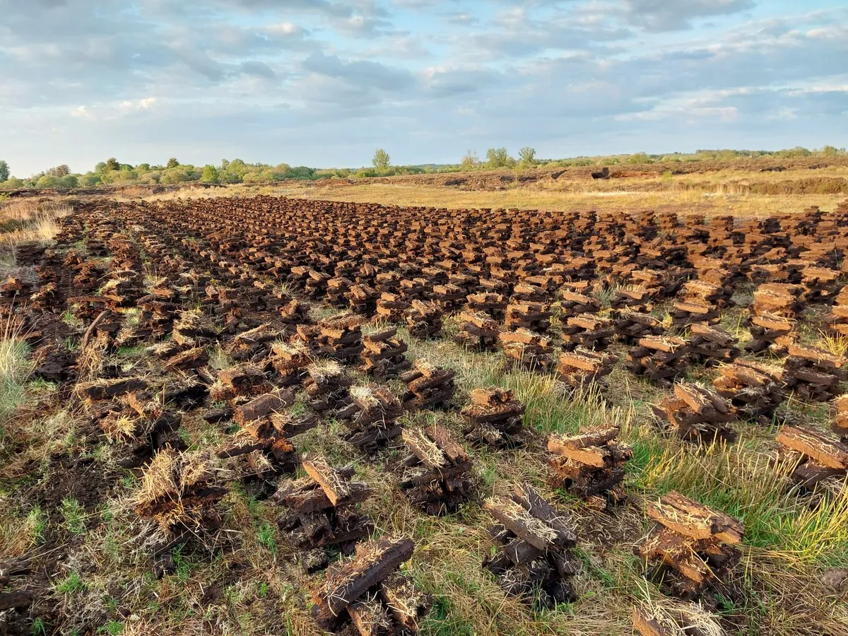 Firewood - Image 4