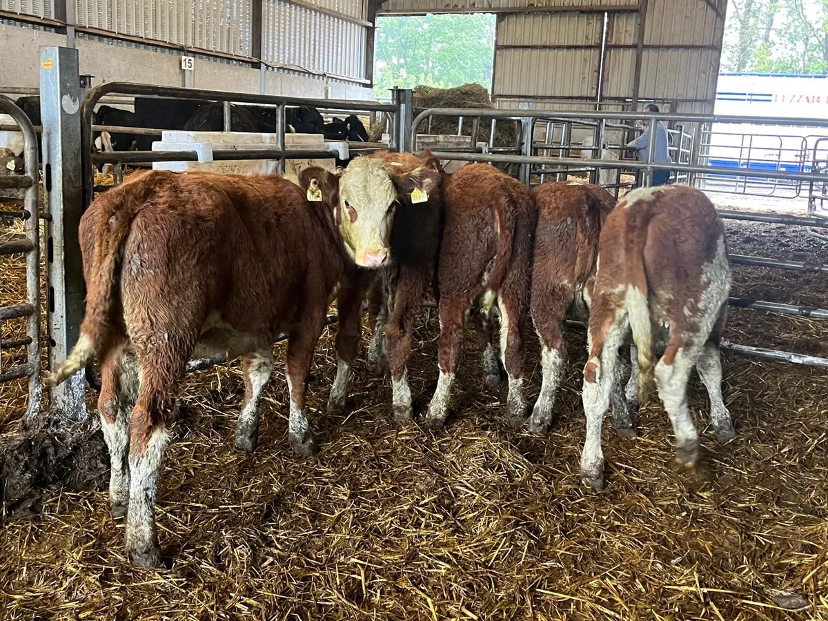 5 super red Hereford heifers - Image 4