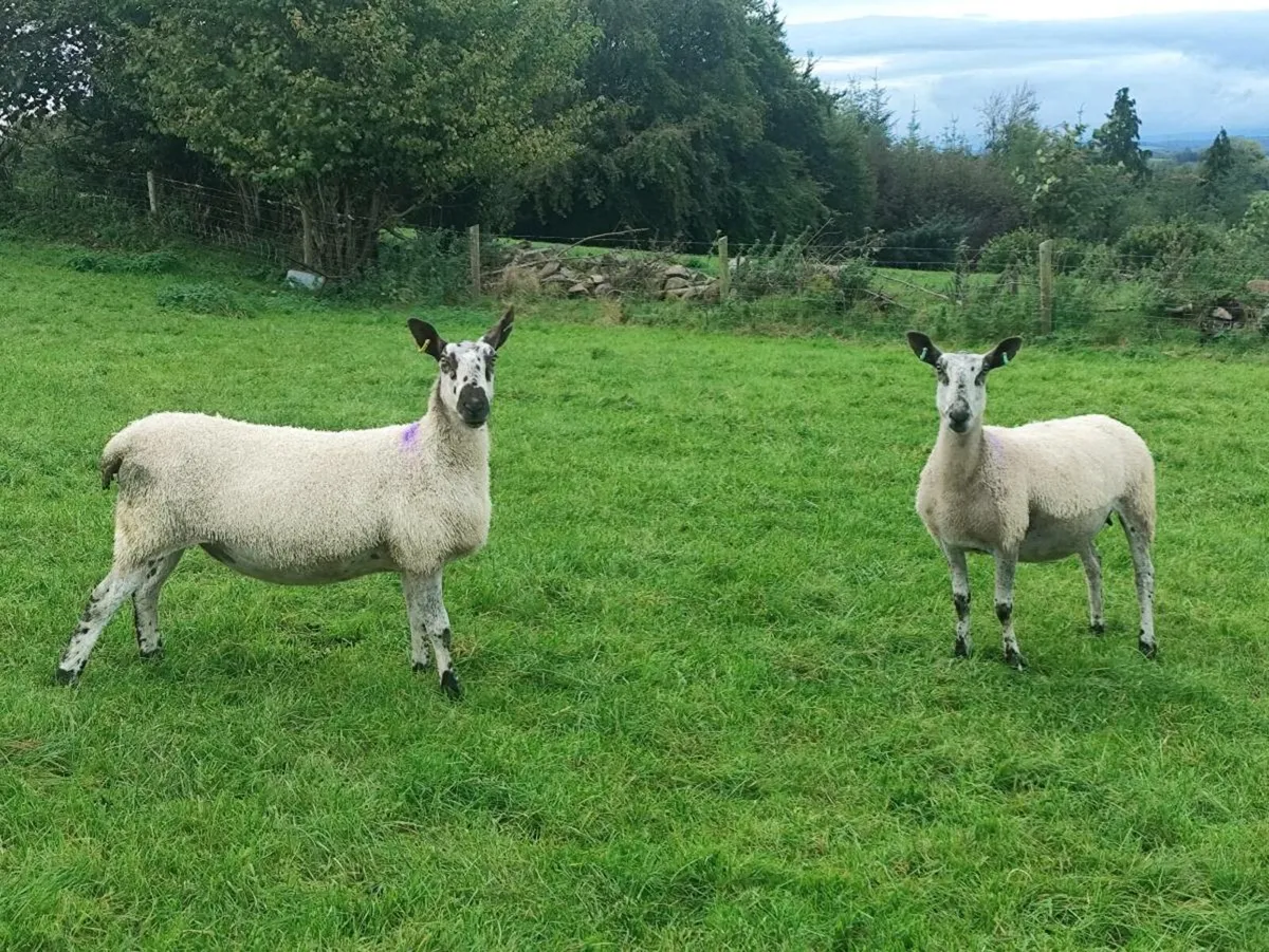 Pedigree Blue Leicester Hoggets - Image 2