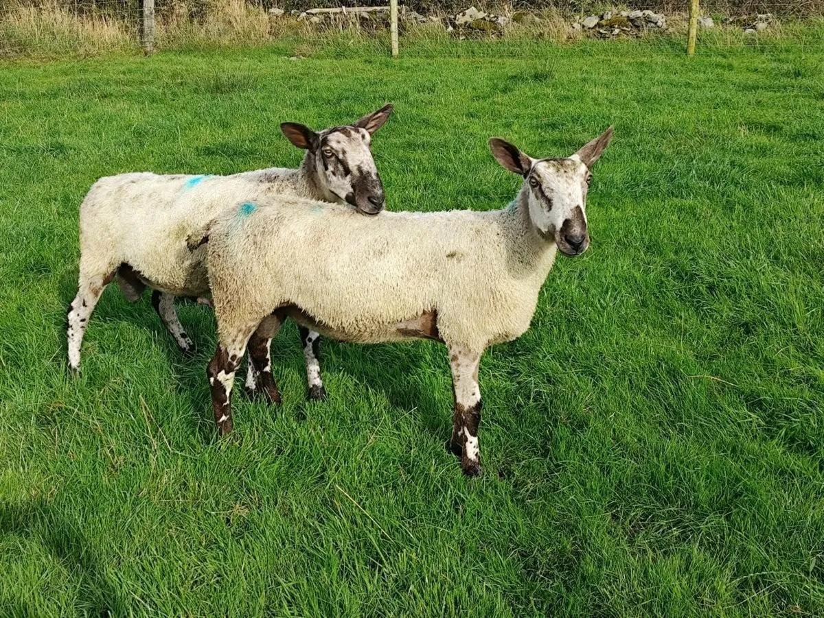 Pedigree Blue Leicester Hoggets - Image 4
