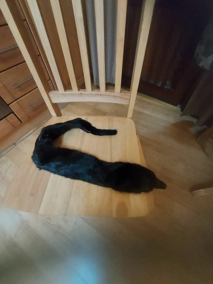 Nice collar of genuine mink, inherited≠ver used - Image 1