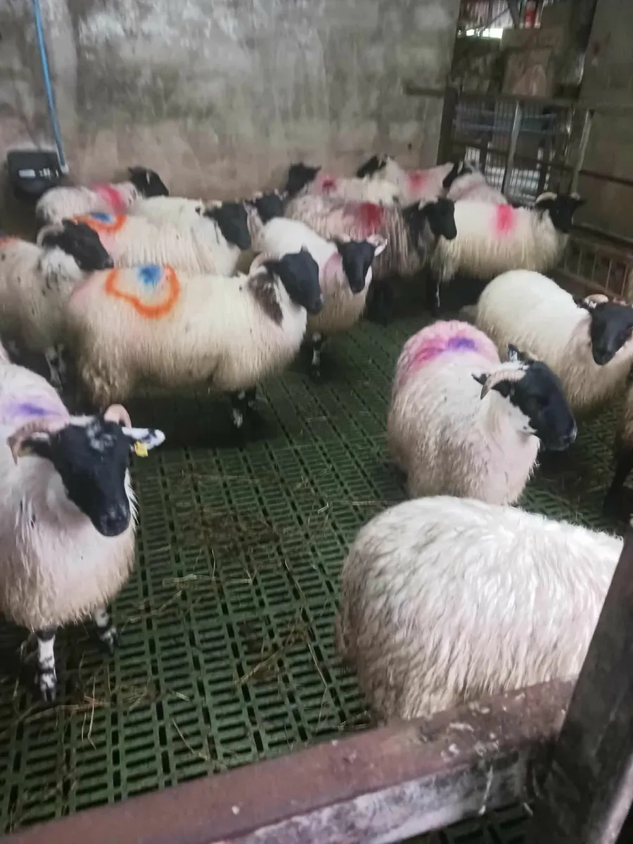 Ewe lamb's - Image 1