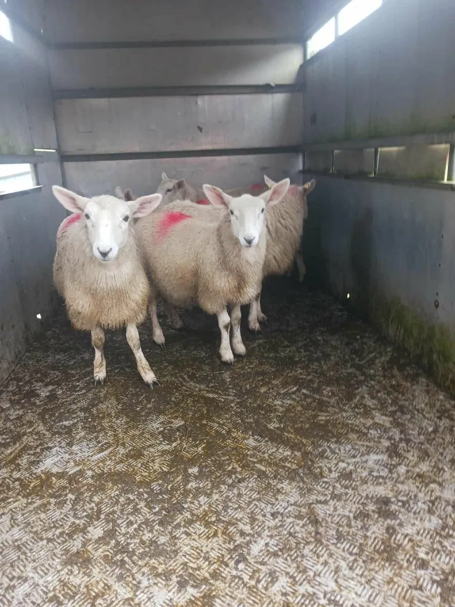 Ewe lamb's - Image 2