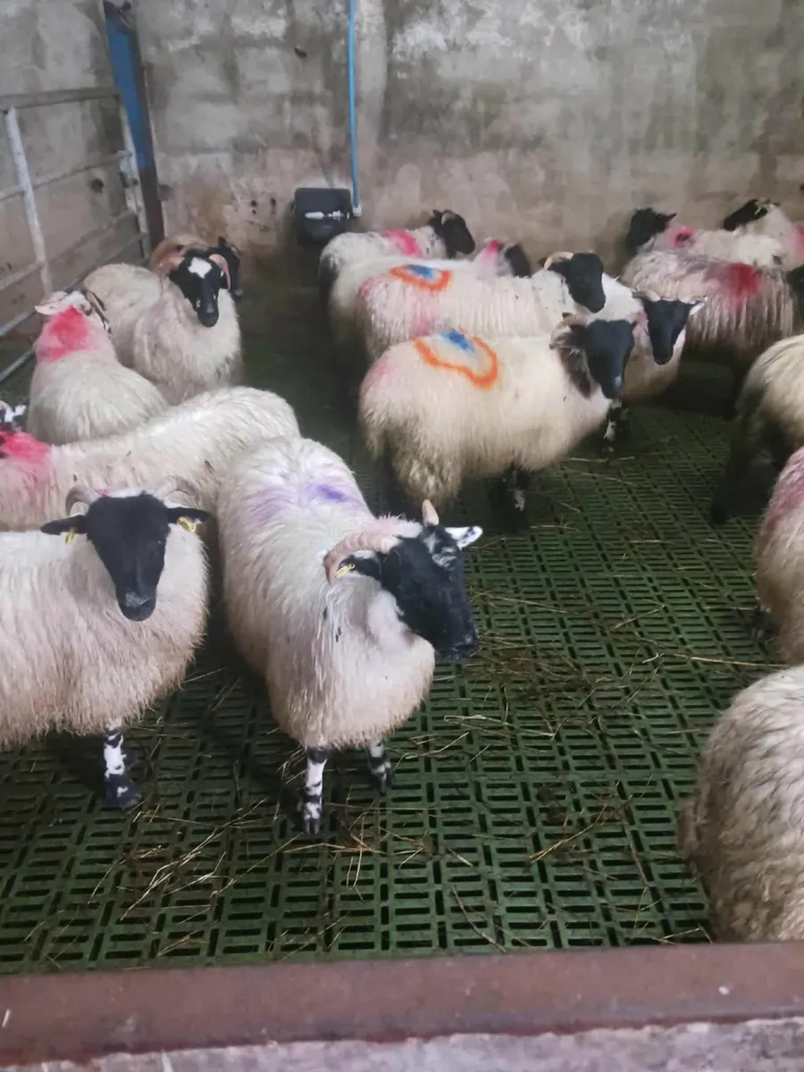 Ewe lamb's - Image 3
