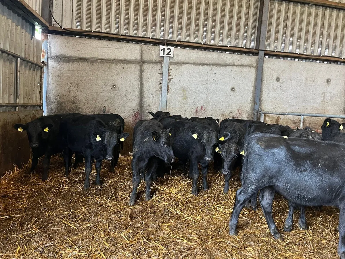 14 super Angus  bull weanlings - Image 1