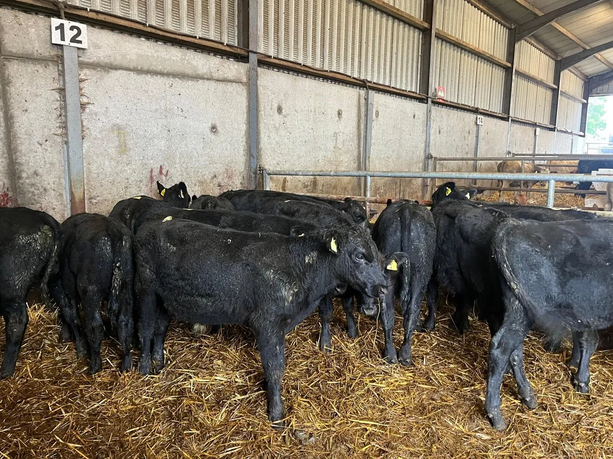 14 super Angus  bull weanlings - Image 2