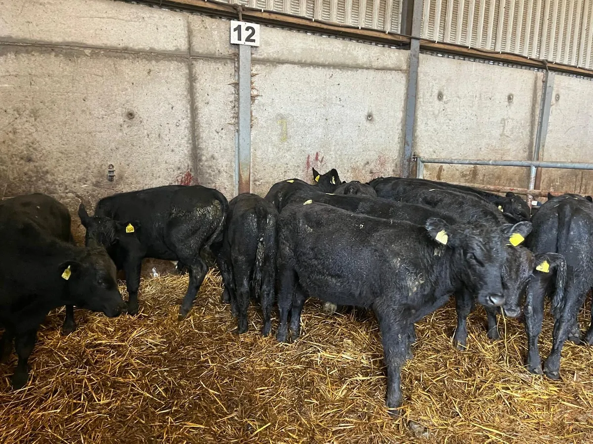 14 super Angus  bull weanlings - Image 3