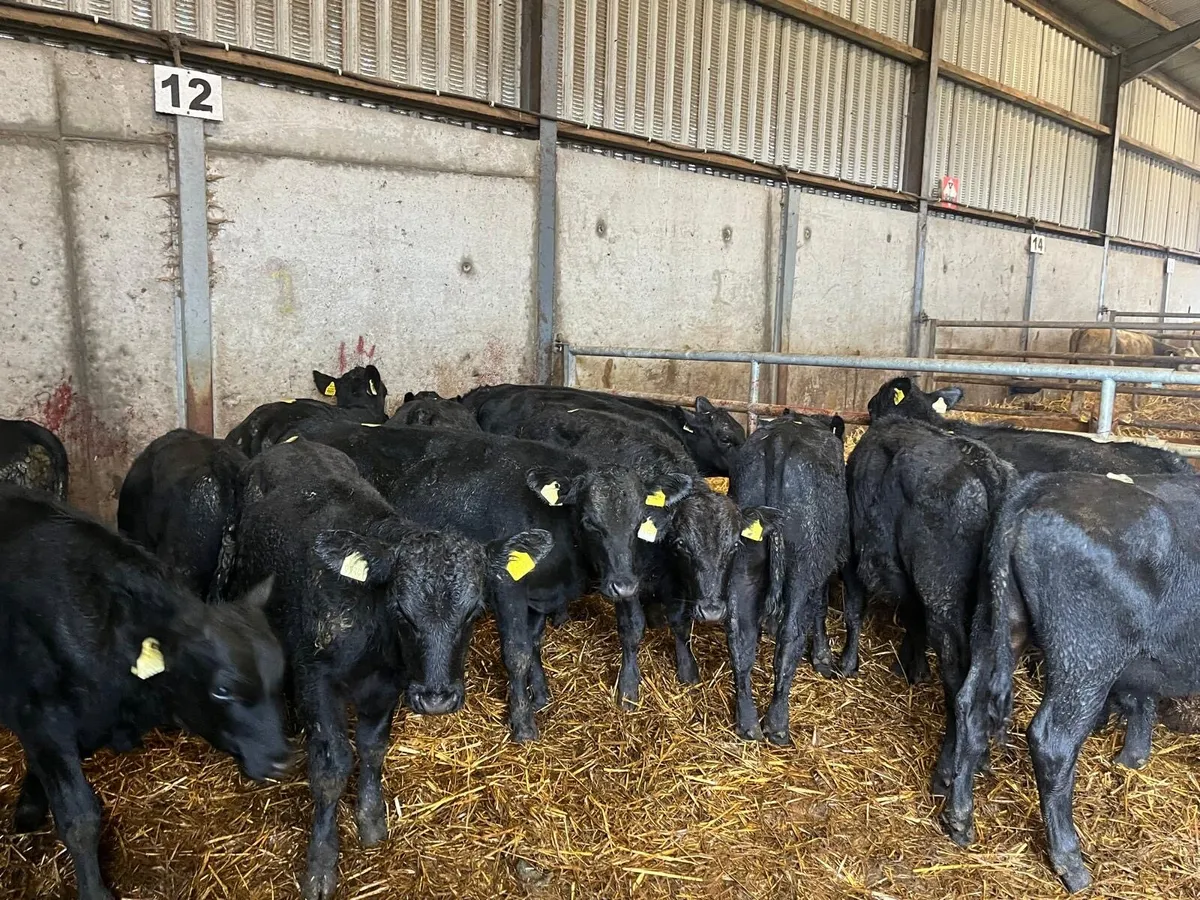 14 super Angus  bull weanlings - Image 4