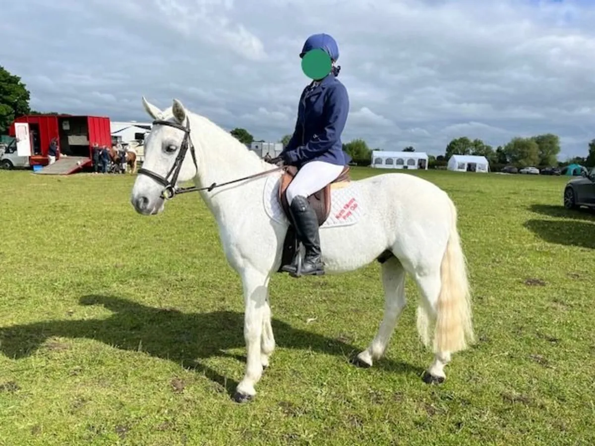 Schoolmaster Pony - Image 2
