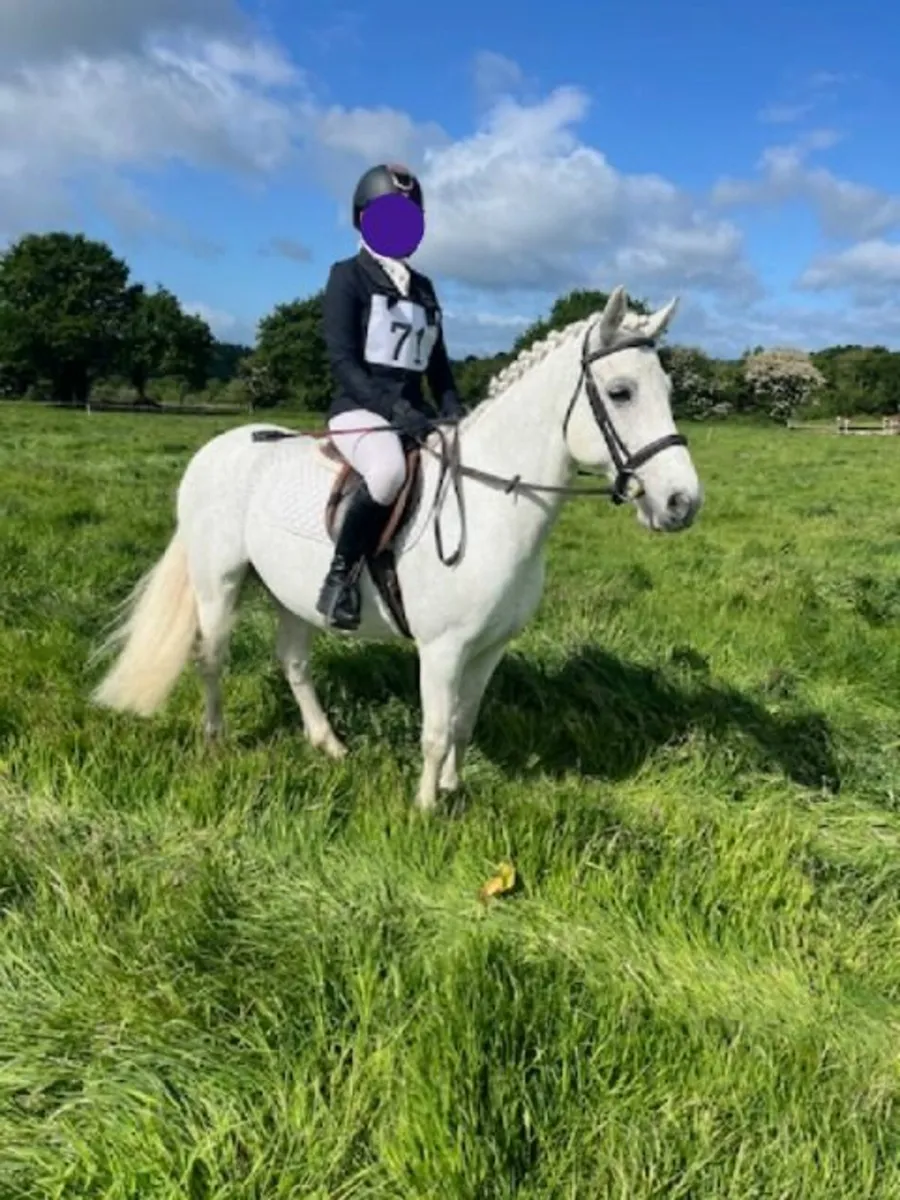 Schoolmaster Pony - Image 4
