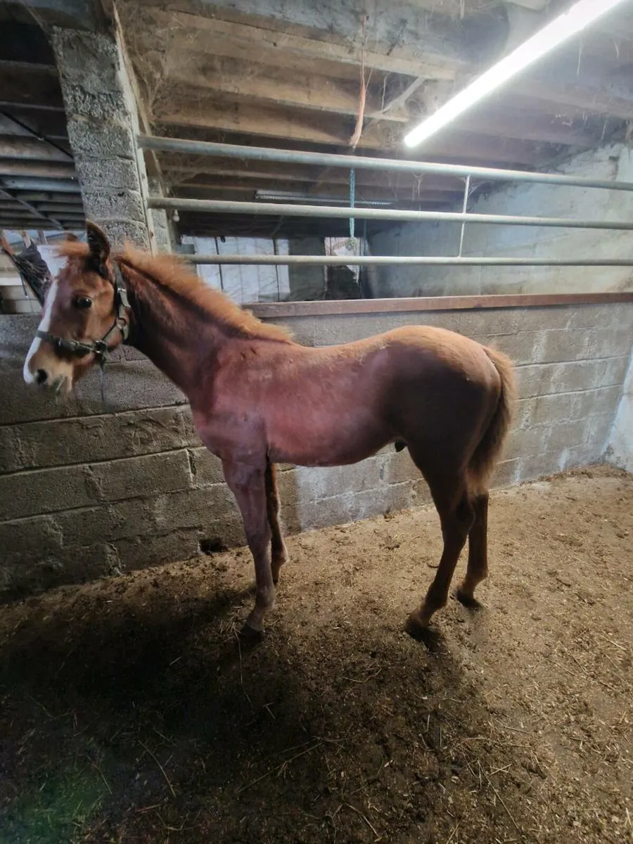 Foal - Image 2